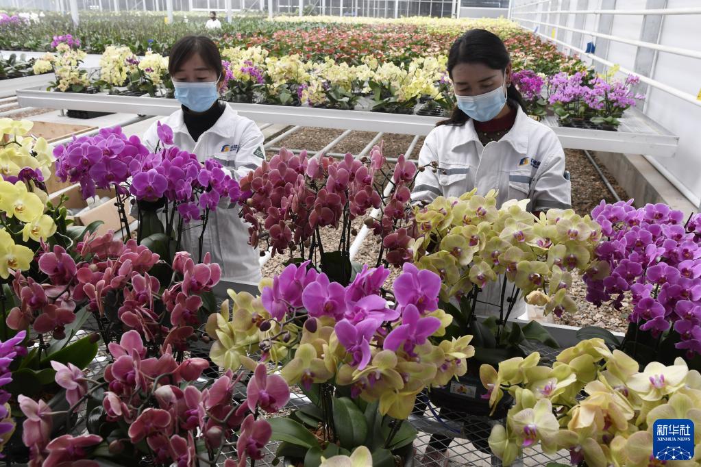 甘肃和政：智慧农业助力花卉产业升级 
